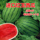早春红玉二号西瓜种子水果四季 南方西瓜种籽 瓜种籽春季