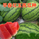 早春红玉西瓜种子抗病耐低温易坐果脆甜清爽多汁水果种籽