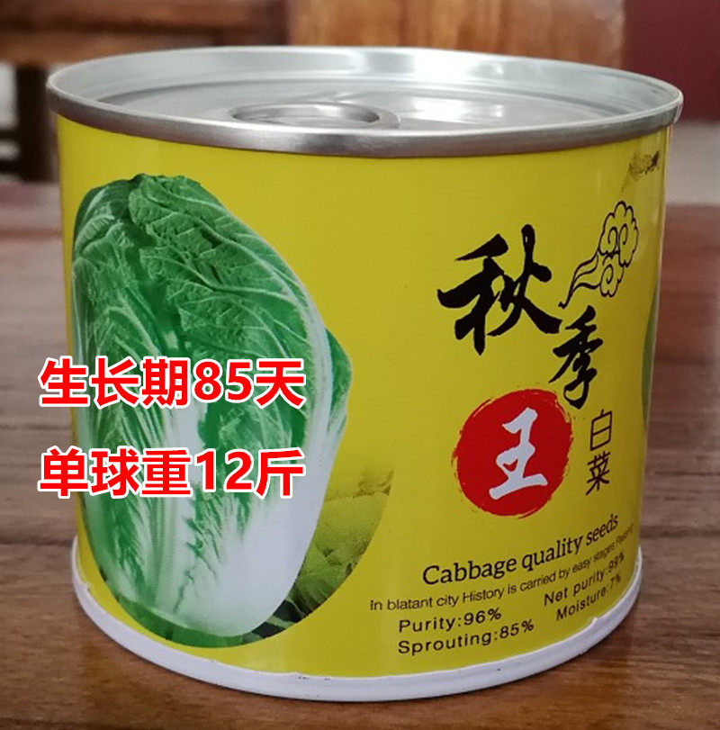 秋季王胶州大白菜种子丰产性好