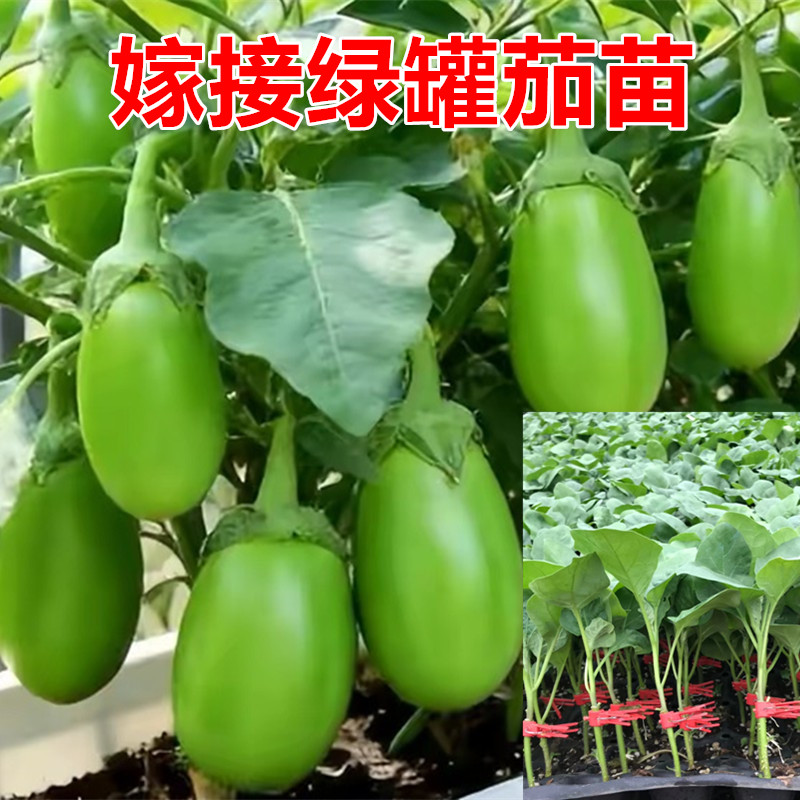 嫁接茄子苗 绿罐茄苗 圆茄苗 线茄苗 牛心茄苗 长茄苗 绿冠茄