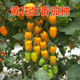 黄花生番茄种子特色圣女果樱桃番茄种籽409类型超甜口感好高产