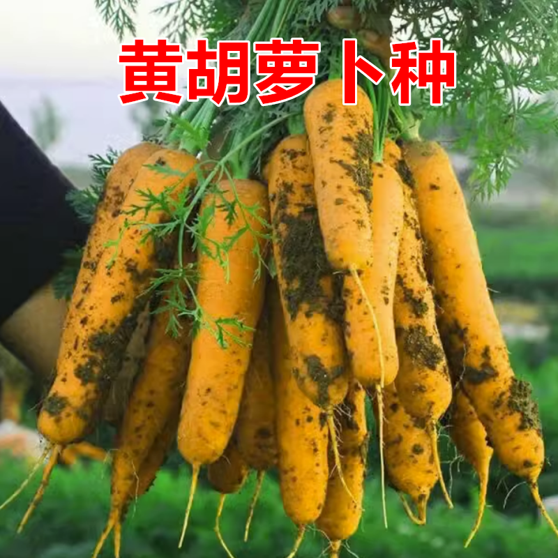 黄珊瑚胡萝卜种子脆甜水果胡萝卜种子春秋四季小人参特色蔬菜种子