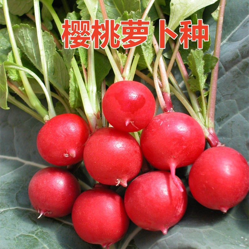 樱桃萝卜种子生吃水果萝卜四季可种早熟阳台盆栽蔬菜迷你萝卜种籽,农用物资,蔬菜种子/种苗,淘宝优惠券,粉丝福利购,淘宝优惠卷
