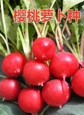 种子樱桃萝卜种子产量稳定适应强