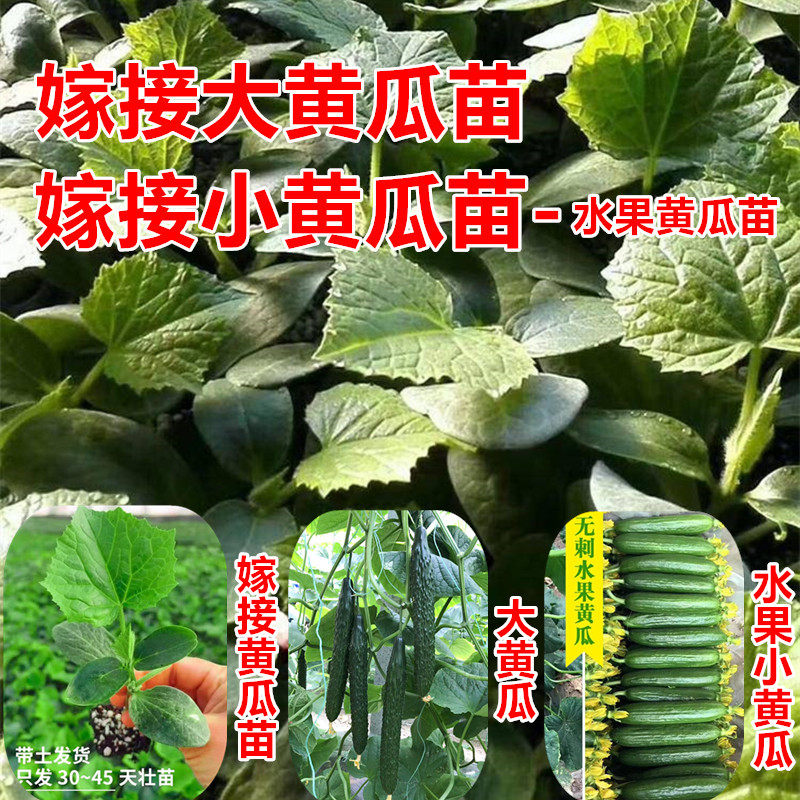 大黄瓜苗口感很好抗病好产量高