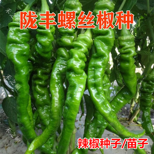 陇丰大果螺丝椒种子高产香辣长辣椒大果尖椒适应性广抗病蔬菜种籽