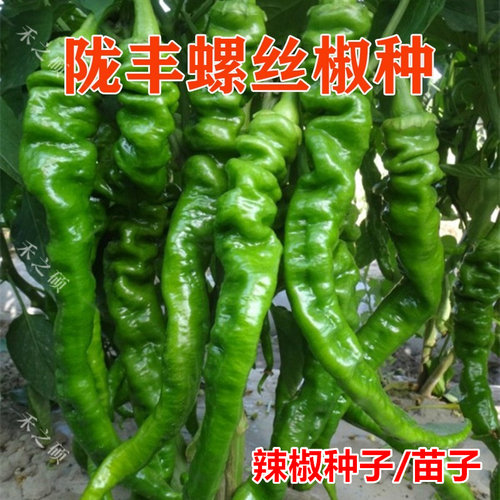 螺丝椒高产抗病商品性佳