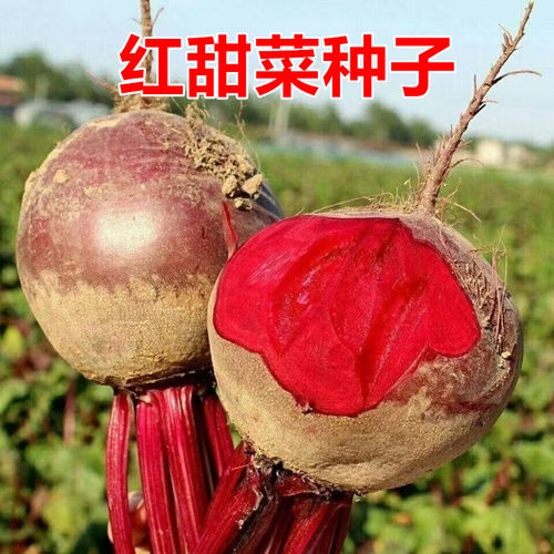 甜菜根种子红甜菜口感好