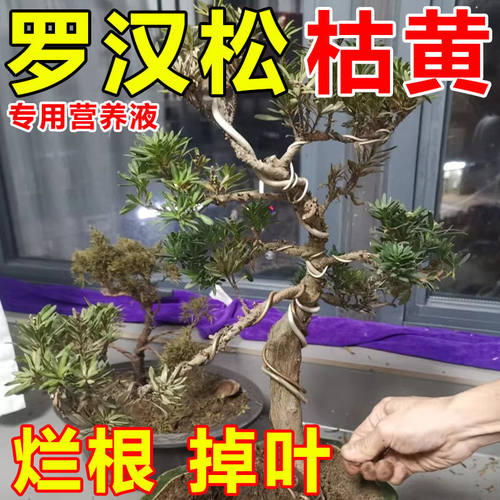 罗汉松营养液防黄叶干叶烂根促生长催绿盆景造型通用免稀释肥料
