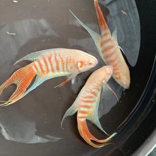 中国斗鱼 活体 白化 鸿运白兔 淡水观赏鱼懒人鱼无需打氧包邮包活