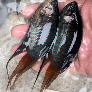 中国斗鱼冷水原生态观赏鱼改良长尾巨普 菩萨鱼 无需打氧