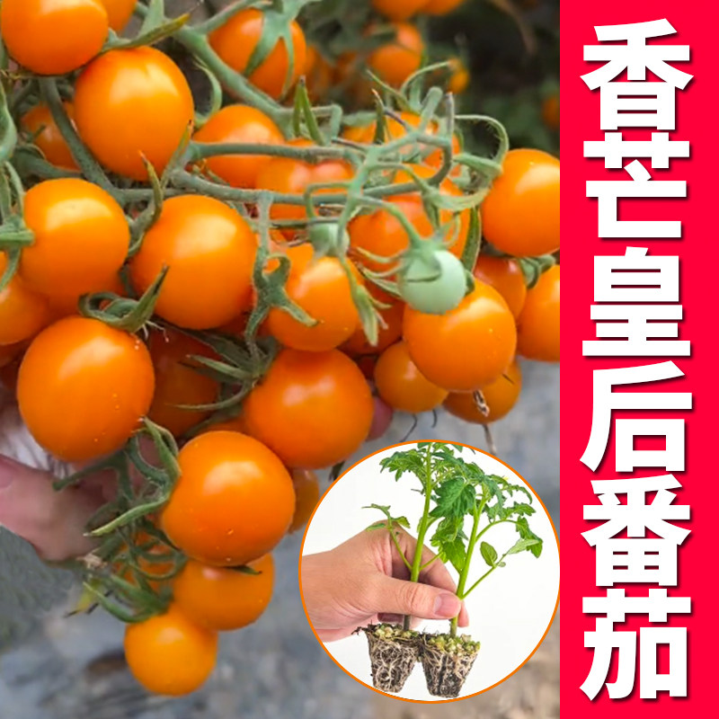 香芒皇后番茄秧苗四季高产红黄黑白千禧种子