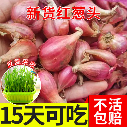 四季红头可吃盆栽苗小香葱