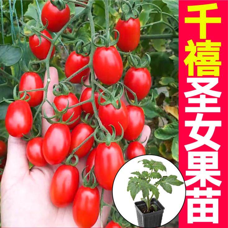 红千禧番茄秧苗四季可种红色樱桃西红柿苗超甜圣女果露天阳台种植