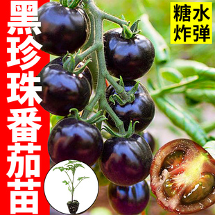 黑珍珠番茄苗秧矮生樱桃瀑布西红柿千禧黑骑士圣女果阳台盆栽种子