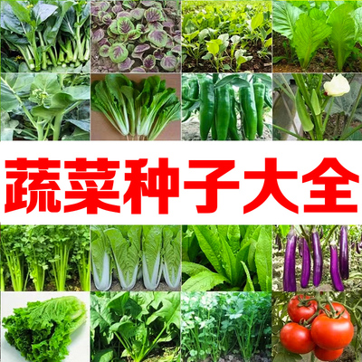 蔬菜种子大全春莴笋香菜菠