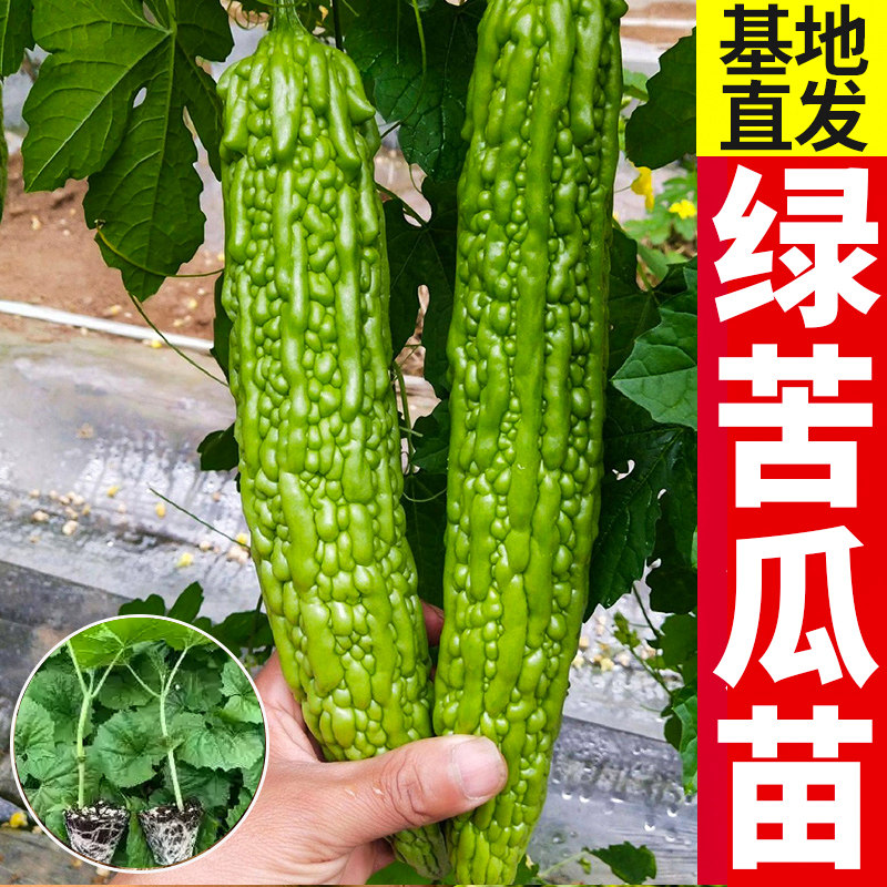 长绿苦瓜种子苹果白苦瓜苗种籽高产春秋蔬菜种四季疙瘩绿阳台盆栽