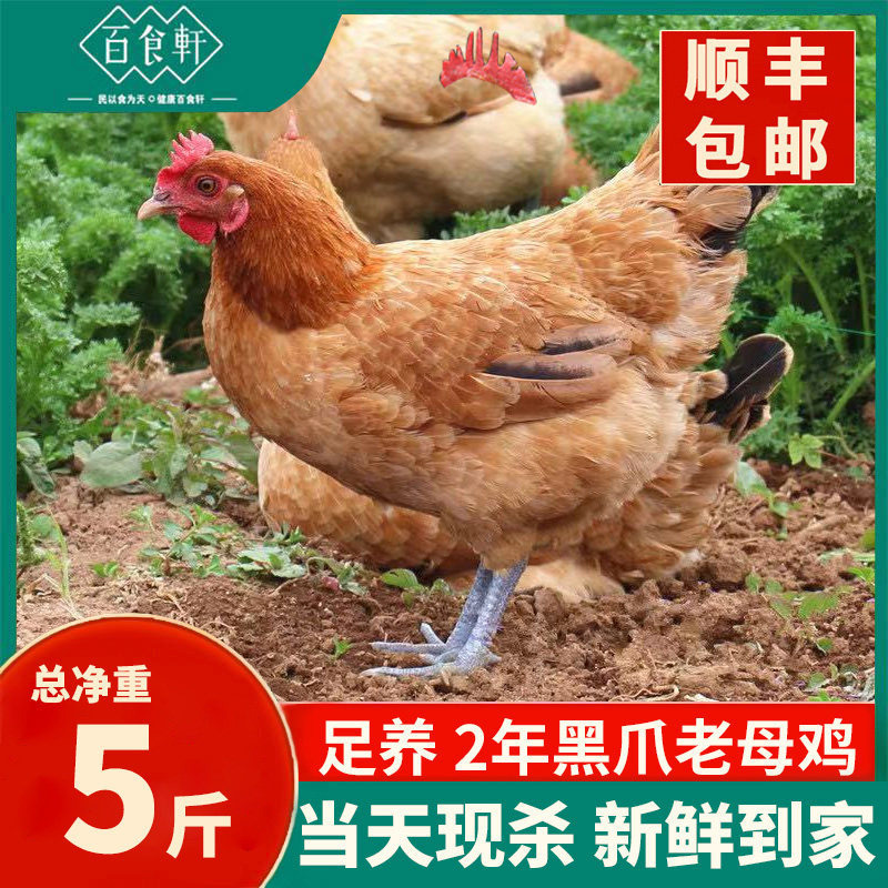 百食轩 正宗农家散养黑爪老母鸡新鲜现杀走地草鸡溜达鸡月子土鸡