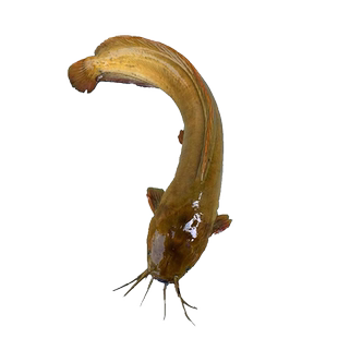 本地塘鲺鱼苗塘角鱼正宗三黄塘鲺八须胡子鲶皇妃一代活体饲料批发