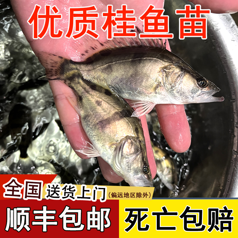 桂鱼苗淡水养殖食用桂花鱼苗大号规格鳜鱼苗活体凶猛路亚鱼苗