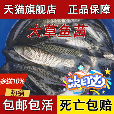 特大草鱼苗淡水养殖食用