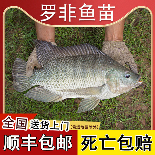 罗非鱼苗特大抗寒淡水养殖食用活鱼脆肉罗非鱼苗全雄福寿鱼苗
