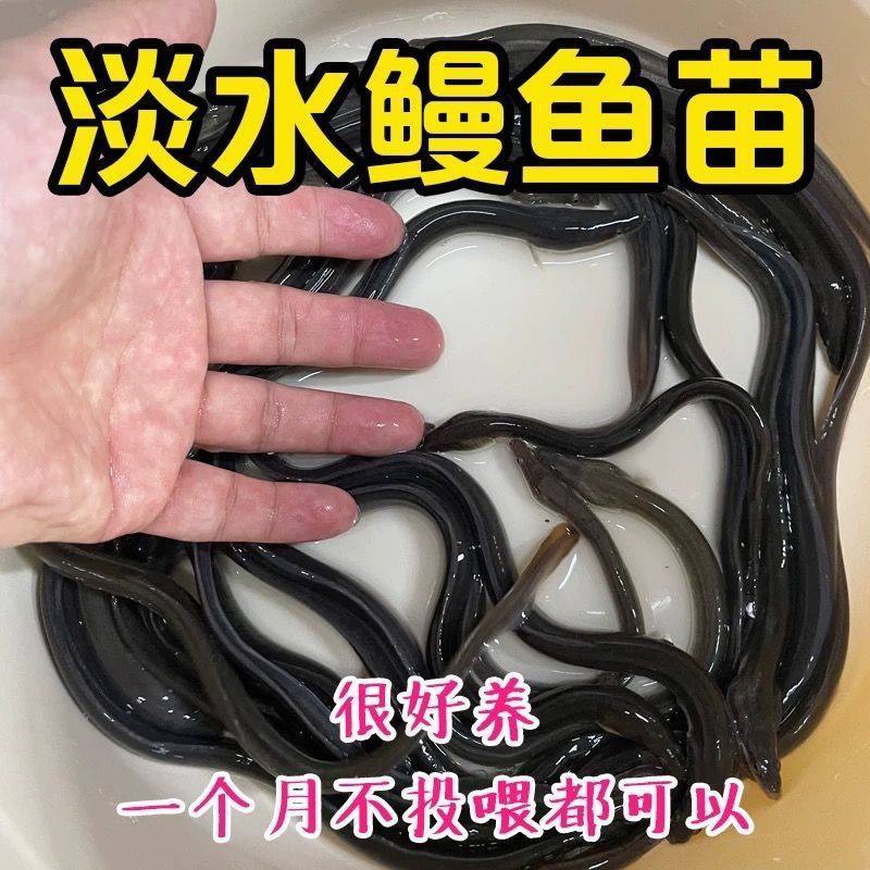 鳗鱼苗白鳝鱼苗淡水活鱼放流批发图片