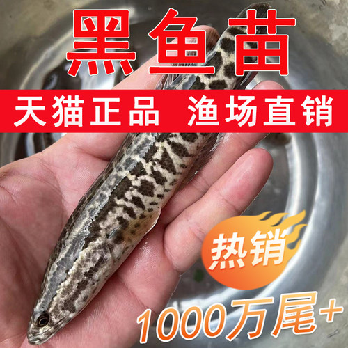 特大黑鱼苗淡水一年长5-7斤