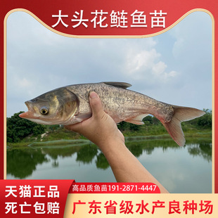 大头鱼苗淡水养殖花鲢鱼苗活体鲢鳙鱼苗胖头鱼苗黑鲢白鲢鱼苗批发