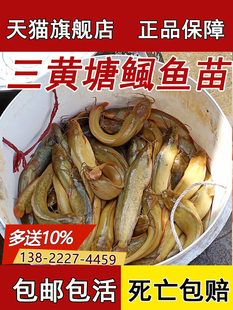 本地塘鲺鱼苗塘角鱼正宗塘鲺鱼苗胡子鲶三黄塘鲺鱼苗活体皇妃一代