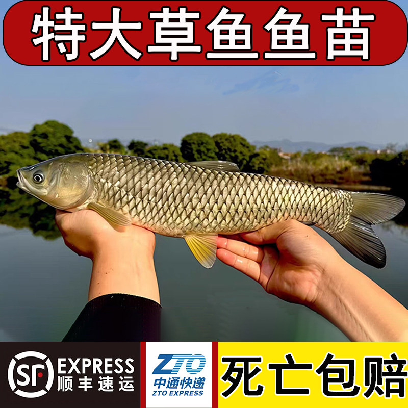 草鱼苗活鱼苗皖鱼苗优质大草鱼草鱼活鱼苗半斤重鱼苗淡水鱼苗批发