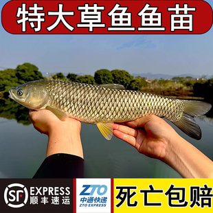 草鱼苗活鱼苗皖鱼苗优质大草鱼草鱼活鱼苗半斤重鱼苗淡水鱼苗批发