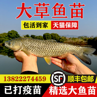 优质草鱼淡水养殖活鱼苗