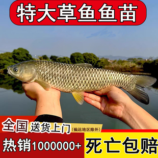 草鱼苗活鱼苗皖鱼苗优质大草鱼草鱼活鱼苗半斤重鱼苗淡水鱼苗批发