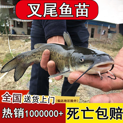 叉尾鮰鱼苗淡水养殖江团鱼