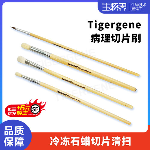 Tigergene病理切片捞片毛笔石蜡切片毛笔冰冻切片清扫笔专用毛笔