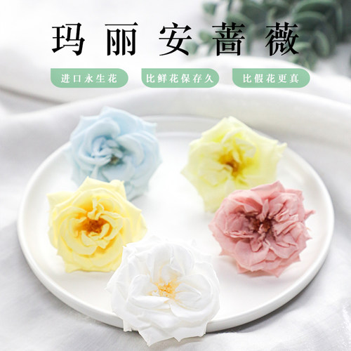 进口日本大地园玛丽安蔷薇永生花