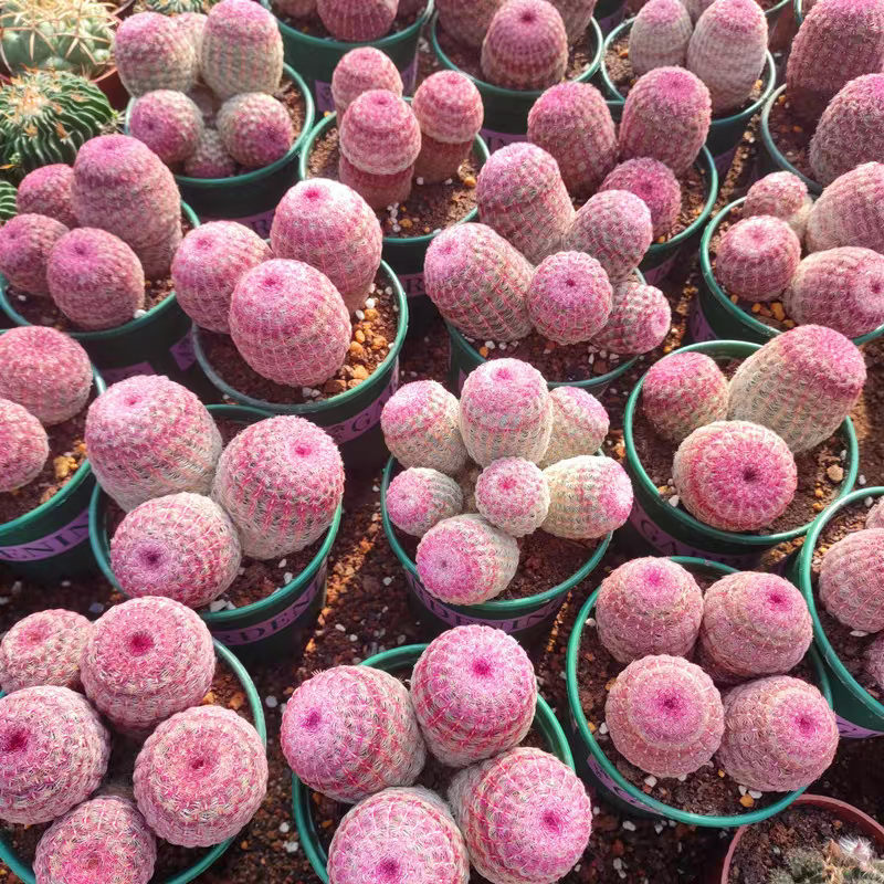 实生红太阳仙人球整群盆栽室内多肉植物仙人掌开花阳台桌面盆栽