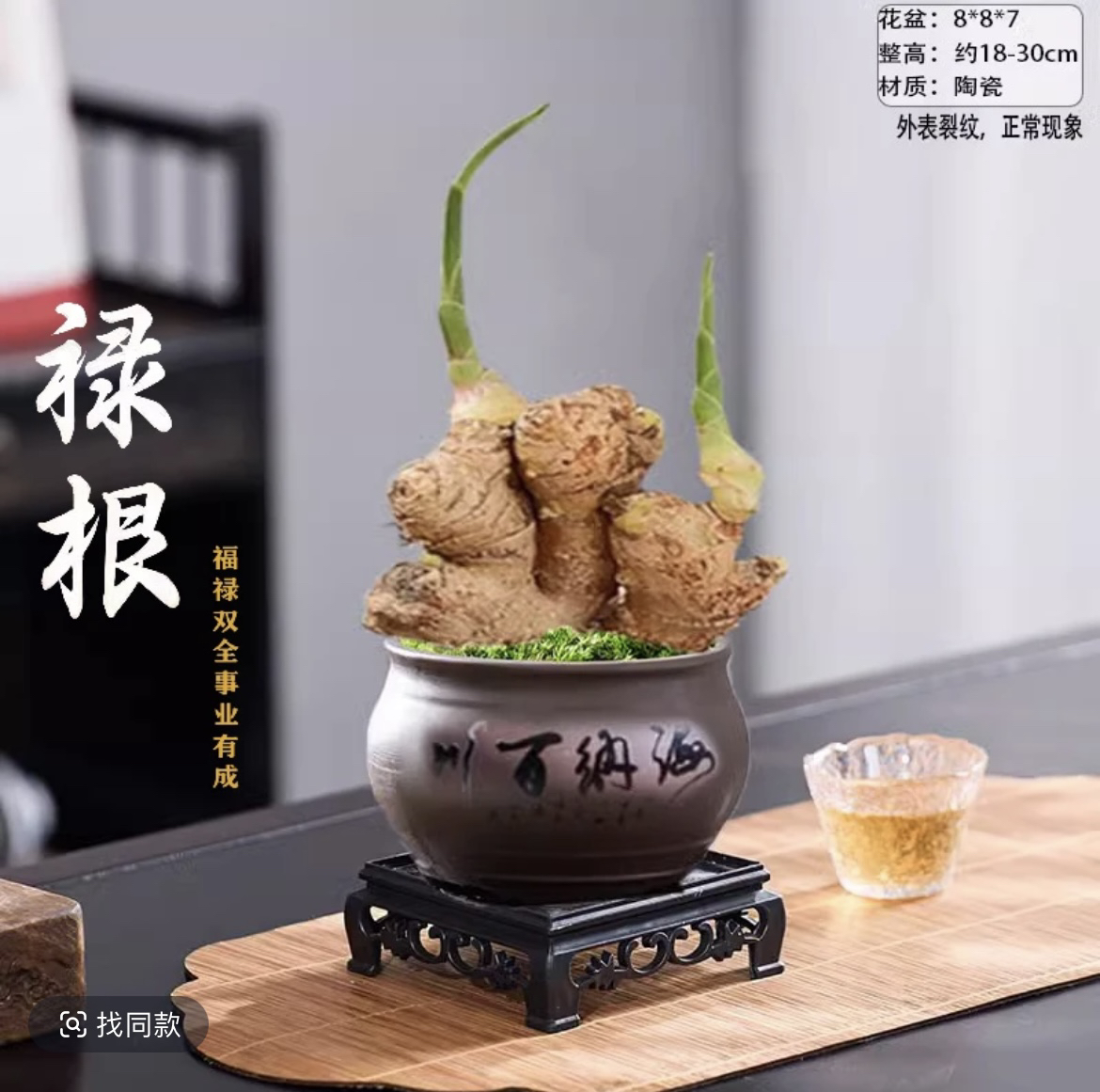 禄根生姜绿植盆栽室内客厅办公室桌面四季常青植物花卉块根绿植盆