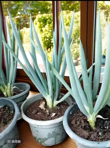 闽南风葱 农家风葱盆栽风葱 漳州风葱 厦门风葱 闽南特色风味美食