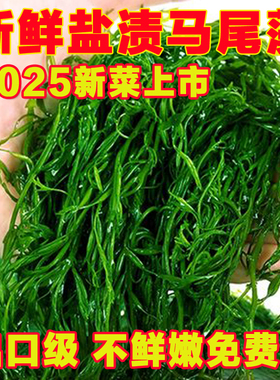 鞭炮笋新鲜海藻羊栖菜火锅凉拌菜海草火炮菜长寿菜荣成盐渍马尾藻