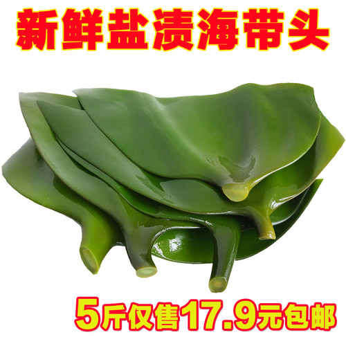 海带根新鲜5斤盐渍片厚炖排骨