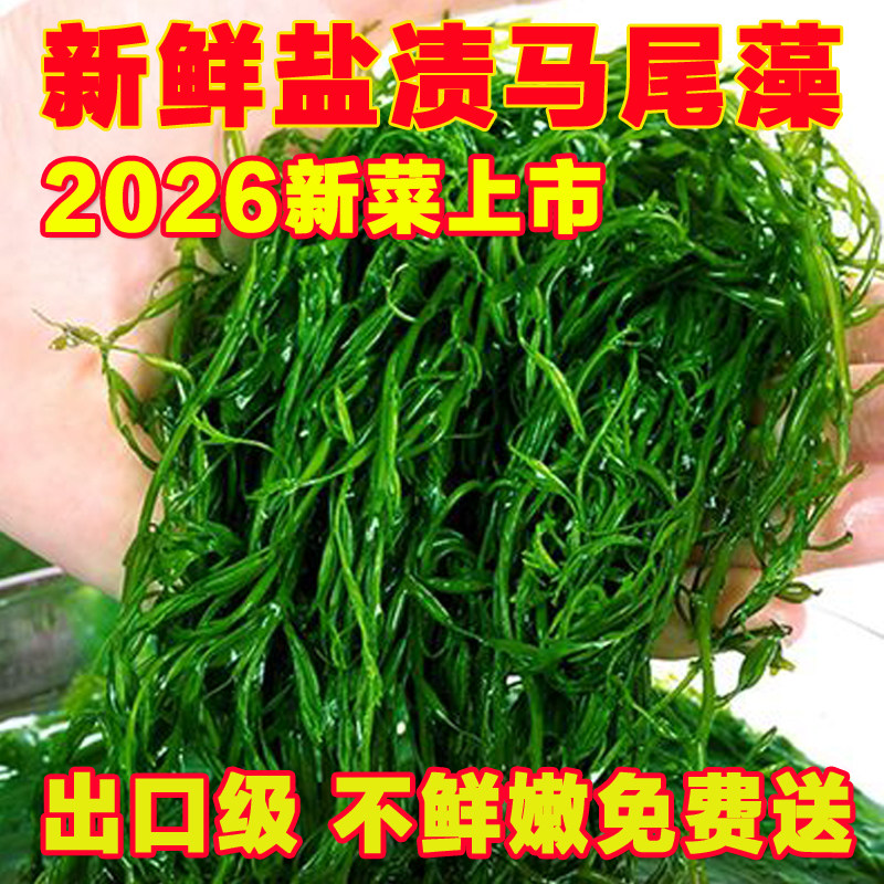 鞭炮笋新鲜海藻羊栖菜火锅凉拌菜海草火炮菜长寿菜荣成盐渍马尾藻