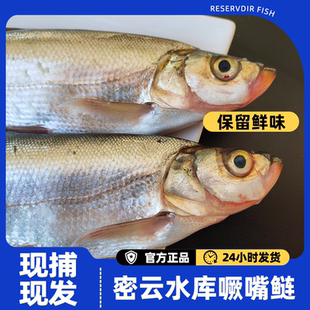 密之蓝天正宗密云本地撅嘴鲢鲜活水产现卖鱼鲜肉美当年开河鱼