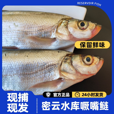 密之蓝天整条北京密云新鲜撅嘴鲢