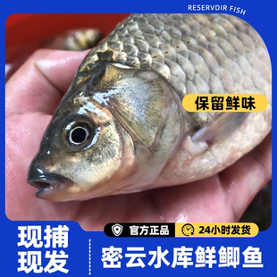 密之蓝天密云本地新鲜捕捞鲫鱼生长鱼肉细嫩个头小巧2斤