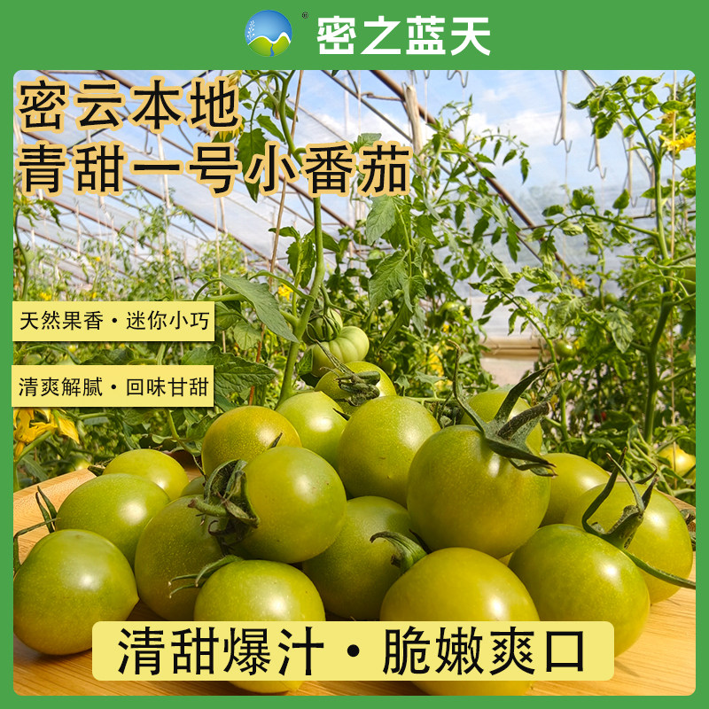密云本地新鲜青甜一号小番茄清甜爆汁适合生食