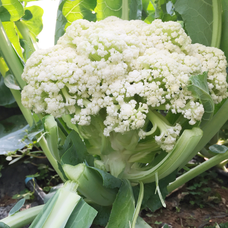 密云本地新鲜蔬菜散菜花绿梗白菜花现摘发货500g清脆爽口的花椰菜