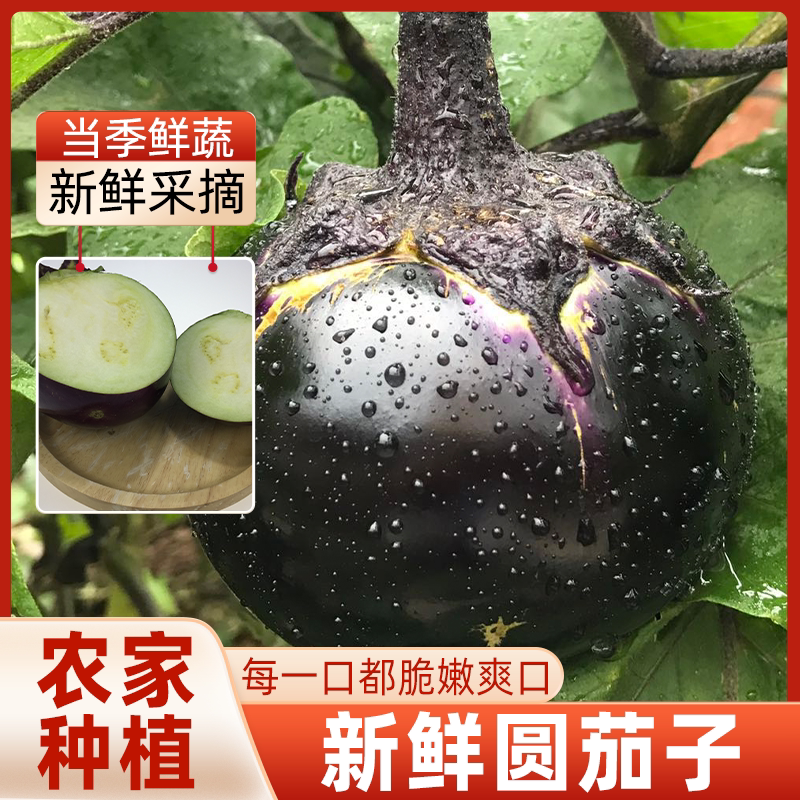 圆茄子新鲜蔬菜农家自产密云本地当季蔬菜紫皮儿茄子脆嫩肉质肥厚