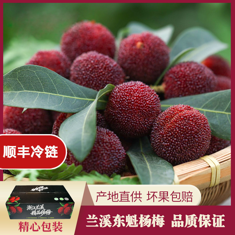 陶奉源新鲜特级东魁杨梅夏天当季人工采摘空运直达冰鲜杨梅汁礼盒